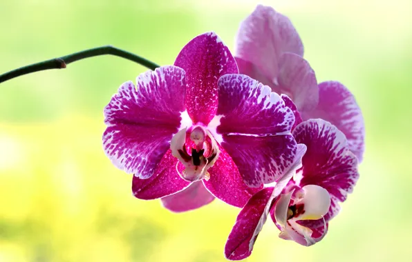 Flower, petals, Orchid