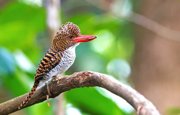 Branches, bird, mining. insect