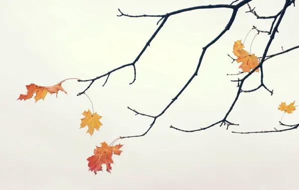 Picture leaves, branches, background