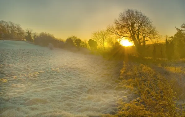 Picture frost, grass, the sun, rays, light, trees, dawn, glade