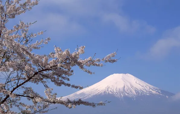 Snow, flowers, cherry, tree, mountain, top