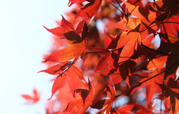 Picture nature, white background, red leaves, twigs