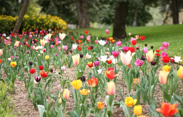 Flowers, petals, tulips, different, a lot