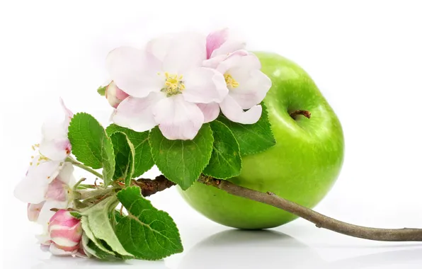 Picture flowers, Apple, branch of Apple