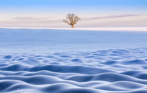 Picture winter, snow, tree