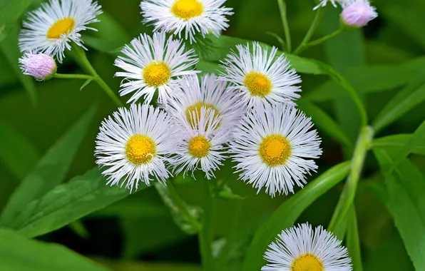 Flowers, White flowers, White flowers