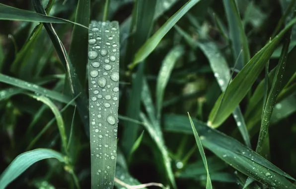 Nature, Drops, Grass, Plant, Rosa, Nature, Grass, Green