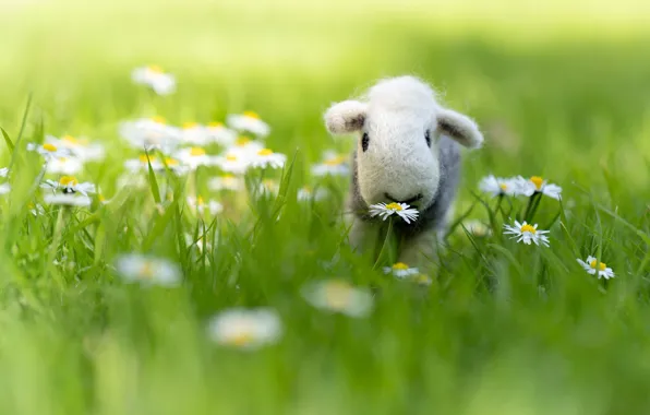 Greens, grass, glade, toy, chamomile, muzzle, white, lamb