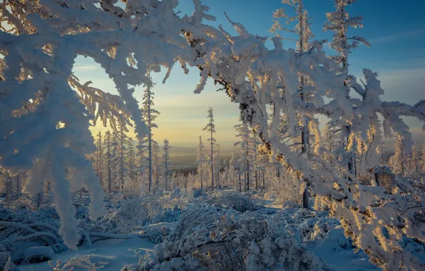 Winter, forest, snow, trees, branches, frost, the snow, Russia