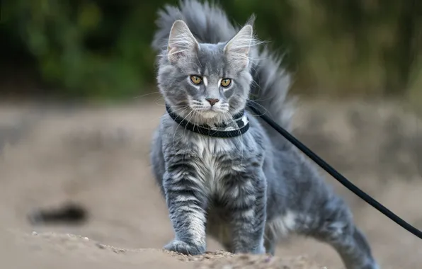 Cat, look, nature, pose, kitty, grey, leash, walk