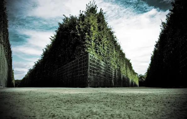 The sky, trees, maze