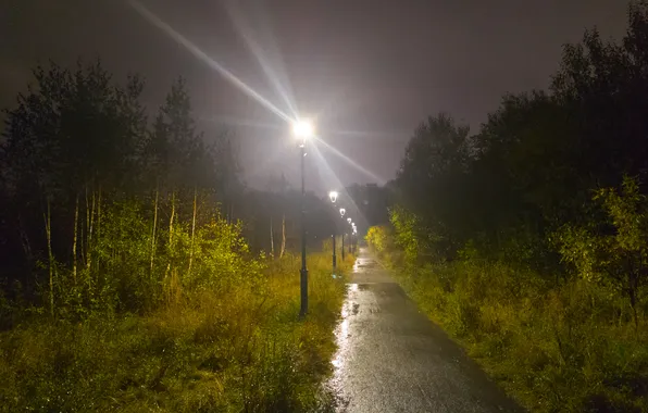 Autumn, forest, trees, night, nature, rain, October, lights