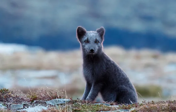 Picture nature, background, sitting, Fox