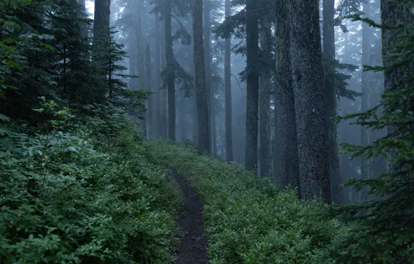 Picture forest, trees, nature, path