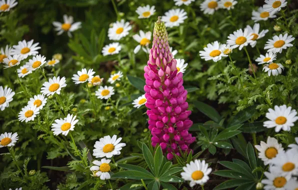 Picture summer, chamomile, lupins