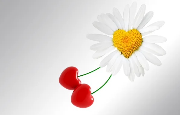 Picture flower, background, holiday, heart, Daisy, love, Valentine's day, heart