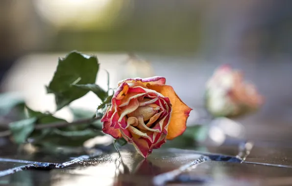 Picture flower, background, rose
