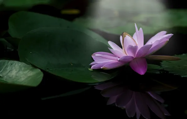 Picture flower, leaves, flowering, pond, water Lily