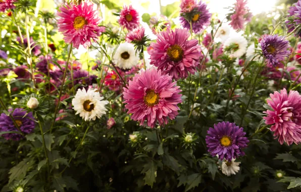 Wallpaper flowers, a lot, lilac, white, bokeh, asters, pink, flowerbed
