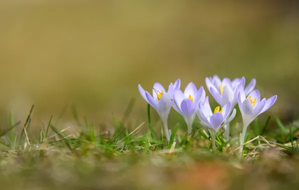Wallpaper crocuses, pink, flowers, spring