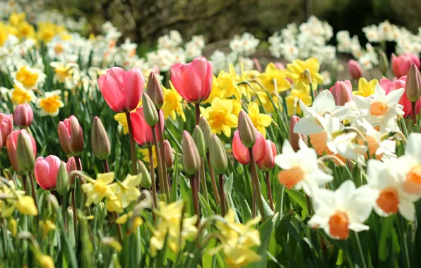 Spring, tulips, buds, daffodils