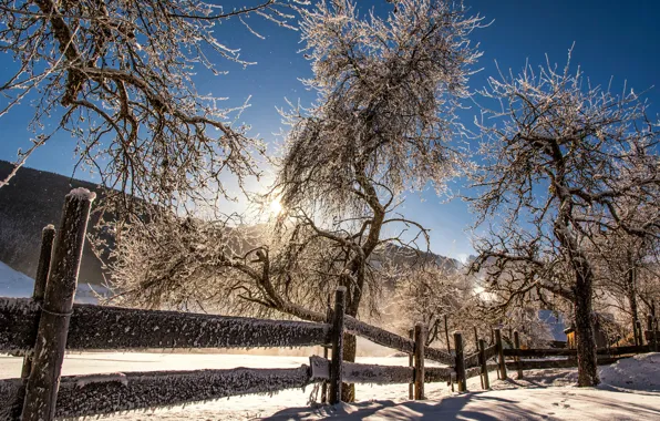 Picture winter, snow, trees, the fence