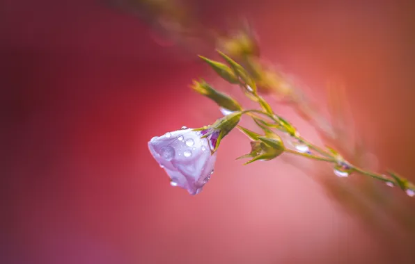 Flower, background, After rain