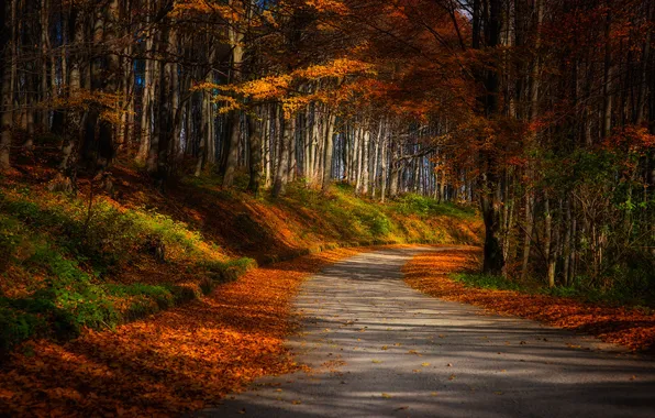 Road, autumn, forest, grass, leaves, rays, trees, landscape