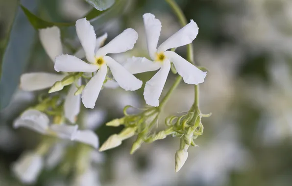 Macro, flowers, white