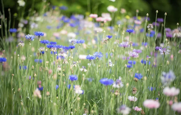 Grass, flowers, blue, blue