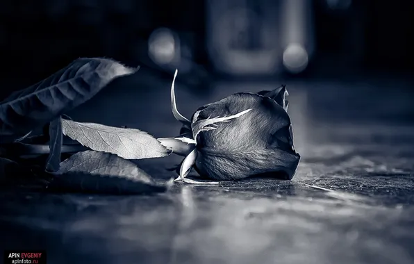 Picture macro, roses, photographer, photography, photographer, macro, Eugene APIN, Evgeniy Apin