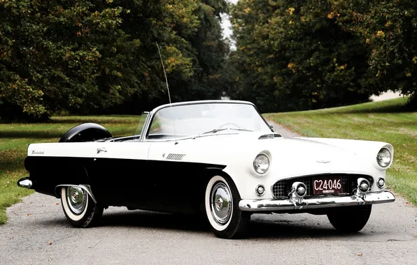 Trees, Ford, Ford, convertible, alley, 1956, Thunderbird, the front.classic