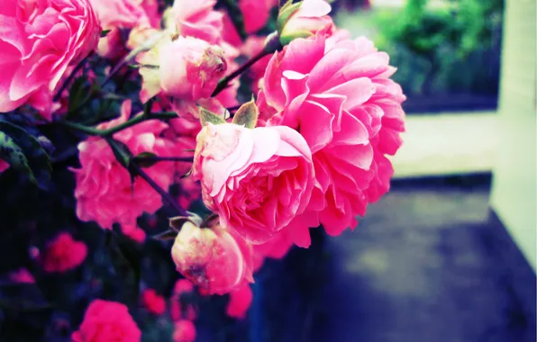 Flower, pink, Rose, blur