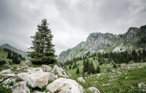 The sky, trees, mountains, stones, Switzerland