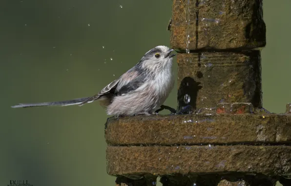 Water, squirt, nature, background, bird, pipe, DUELL ©