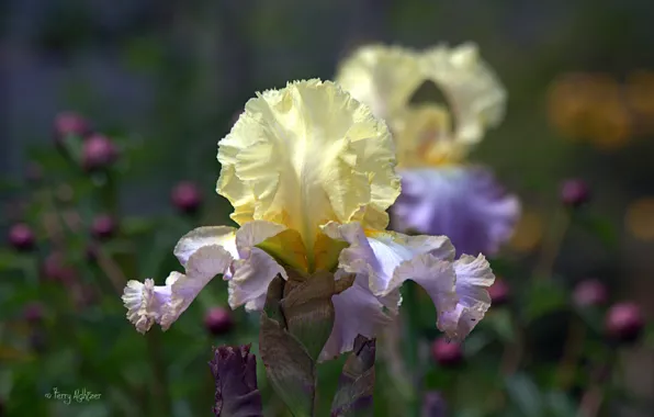 Macro, nature, focus, iris
