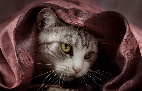 Cat, cat, look, pose, portrait, blanket, fabric, face