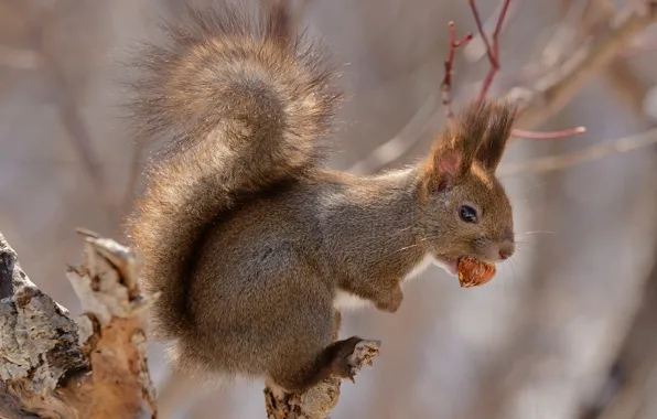 Japan, Hokkaido, tail, rodent, red squirrel