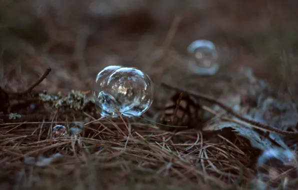 Forest, grass, needles, branches, transparent, bubble, Helios, helios