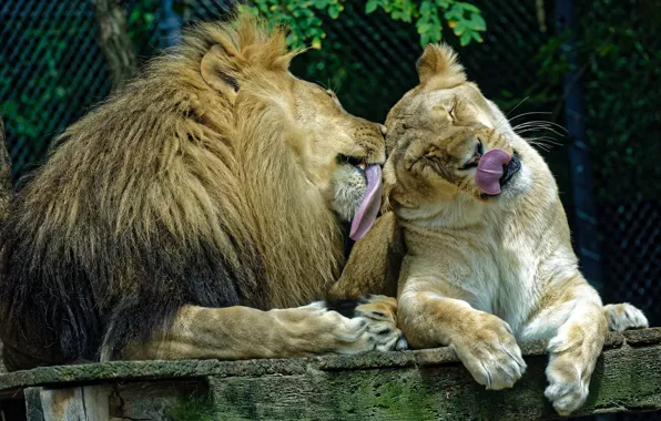 Pair, Lions, Washing