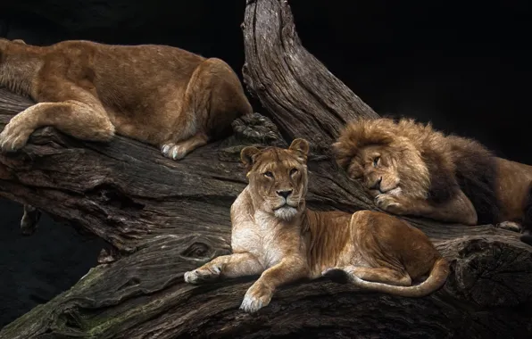 Tree, lions, pride