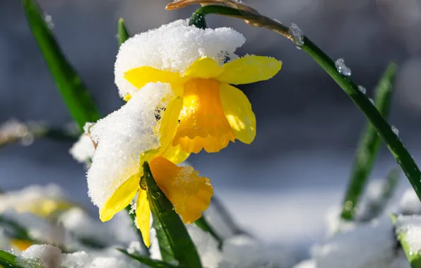 Snow, yellow, daffodils