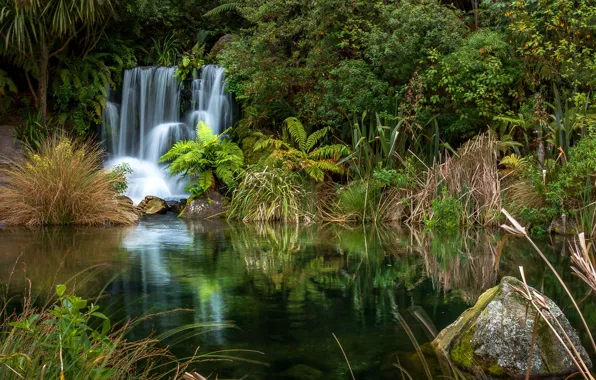 Picture greens, forest, trees, stones, waterfall, New Zealand, the bushes