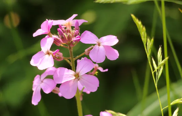 Pink, spring, blooming