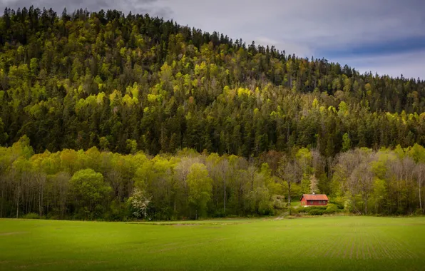 Picture field, forest, house