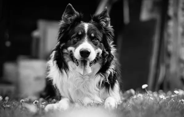 Language, each, dog