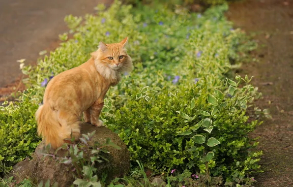 Grass, cat, flowers, stone, red