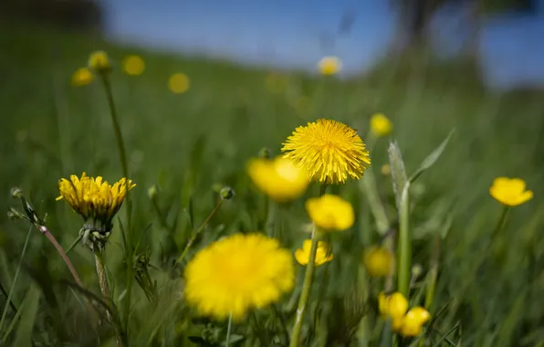 Greens, field, grass, flowers, spring, yellow, meadow, dandelions