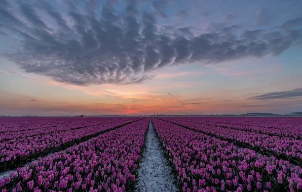 Clouds, flowers, spring, tulips, pink, plantation