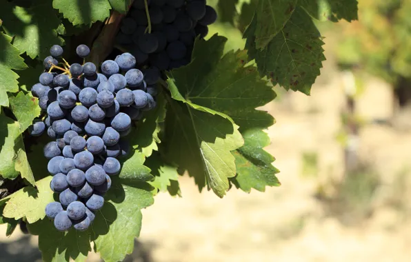 Nature, Bush, Leaves, Berries, Grapes, Bunch